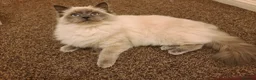 Ragdoll cats for sale: Pusia, Zorro, Kojak - Advert 2