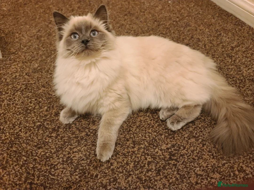Ragdoll cats for sale: Pusia, Zorro, Kojak - Advert 2