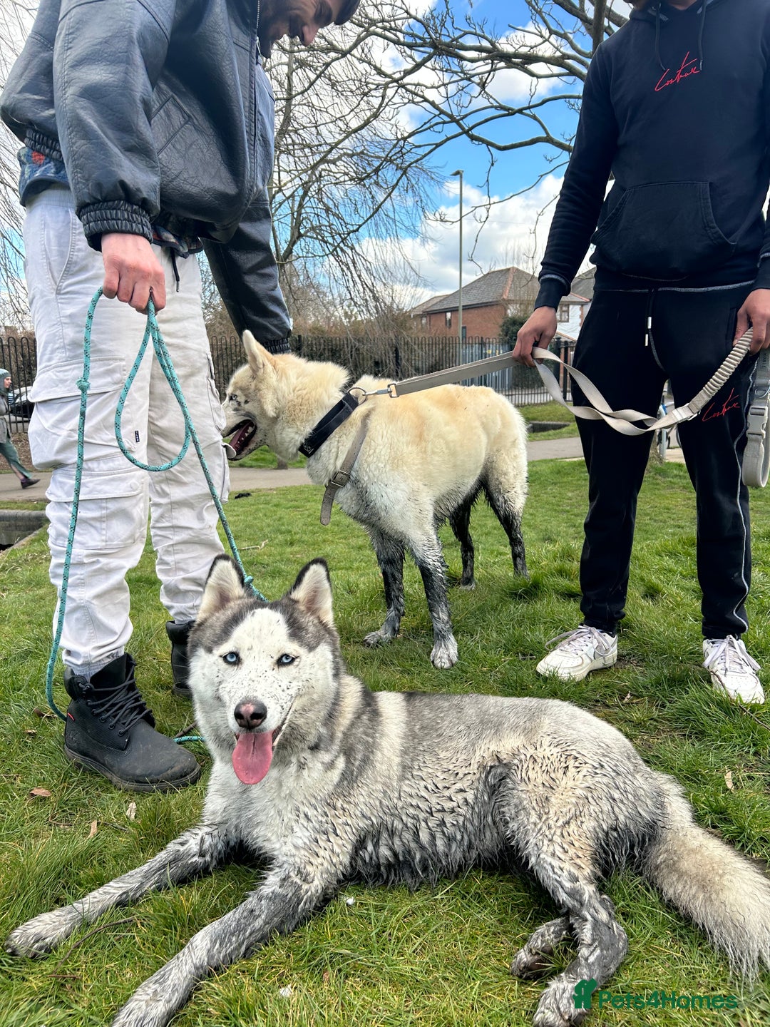 Siberian Husky dogs for sale: Siberian husky puppies  - Image 3