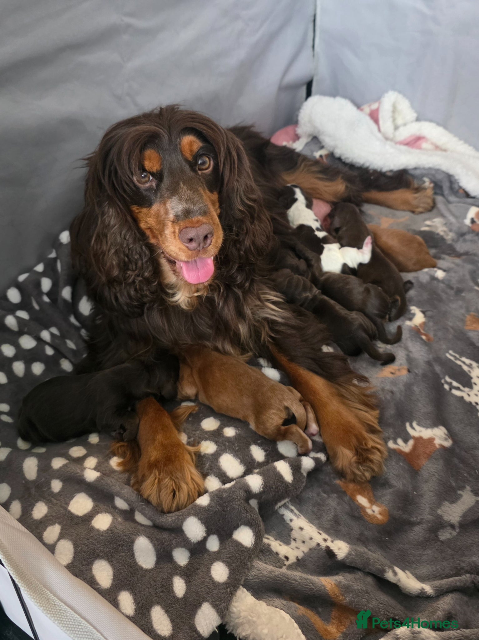 Cocker Spaniel dogs KC Show Cocker Spaniel  - Advert 1