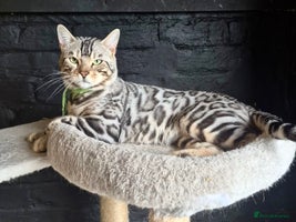 Bengal cats - Advert 5