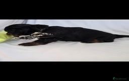 Doxiepoo dogs for sale: Adorable PRA clear daxipoos hypoallergenic  - Image 22