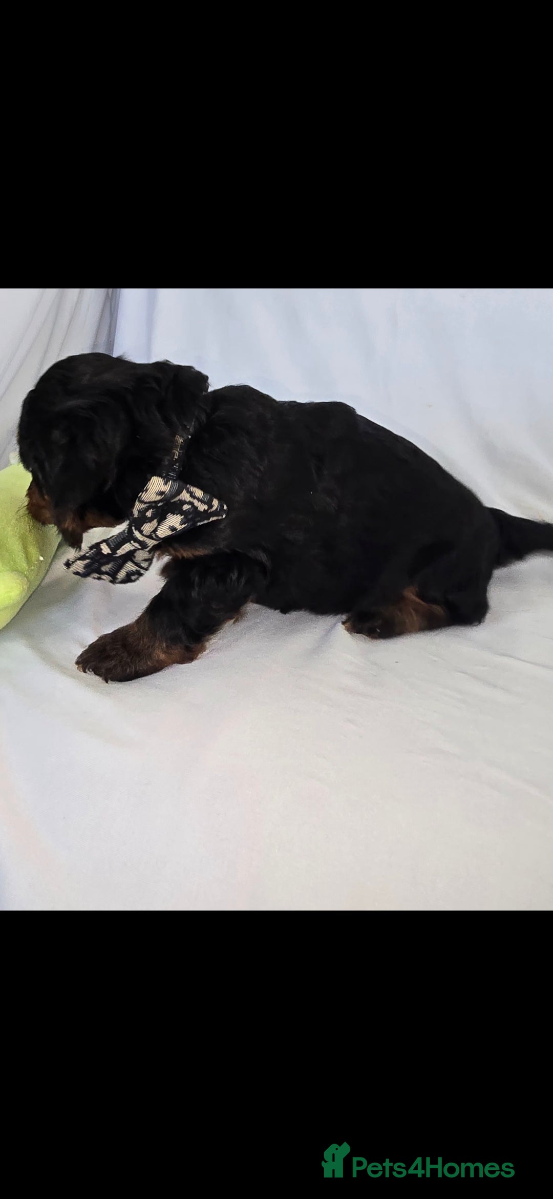 Doxiepoo dogs for sale: Adorable PRA clear daxipoos hypoallergenic  - Image 22