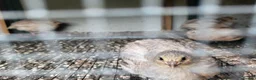 Quail poultry for sale: 6 week old sexed jumbo quail. - Advert 6