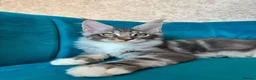 Maine Coon cats for sale: TICA Pedigree Registered Maine Coon Kittens - Advert 8