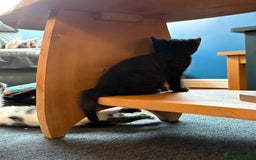 British Shorthair cats for sale: Forever home required  - Image 4