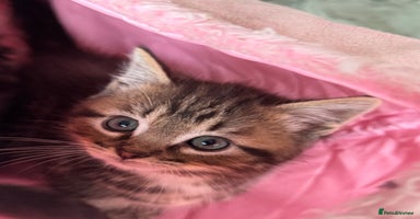 Munchkin cats - Advert 5