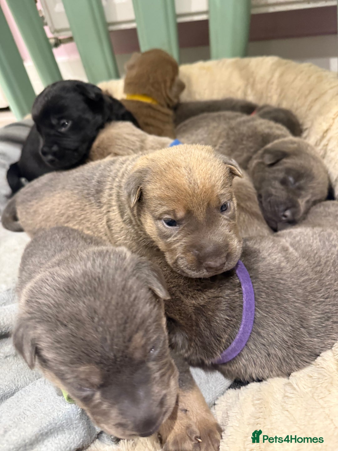 Mixed Breed dogs for sale: Sharpei puppies - Advert 8