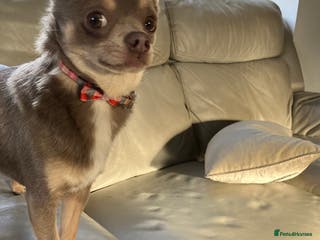 Chihuahua dogs Chihuahua for stud in Holywell - Advert 8