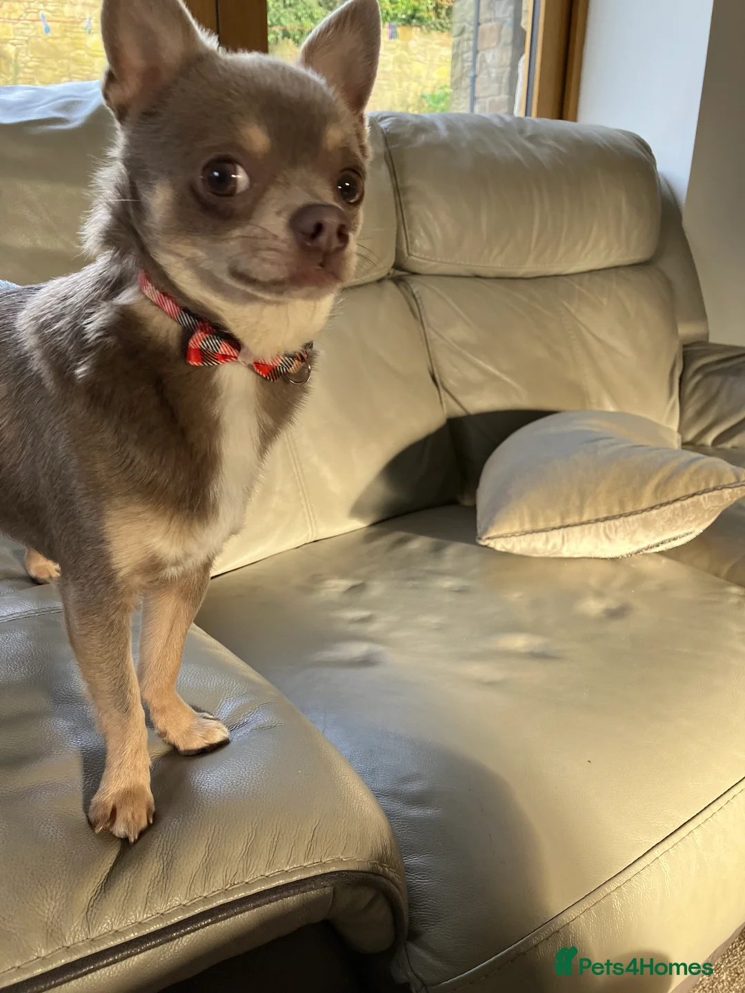Chihuahua dogs for stud: Chihuahua for stud in Holywell - Advert 1