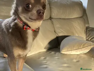 Chihuahua dogs Chihuahua for stud in Holywell - Advert 11