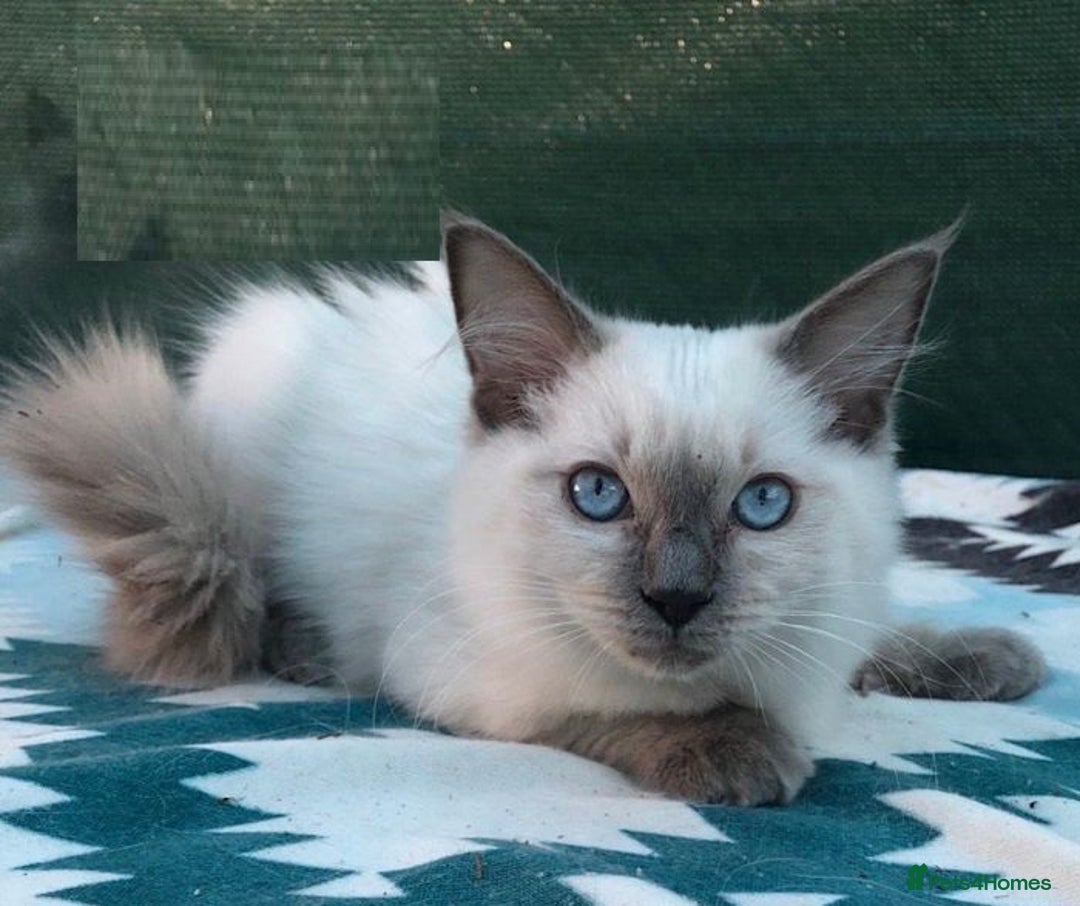 Ragdoll cats for sale: Delightful Ragdoll kittens.  - Image 5