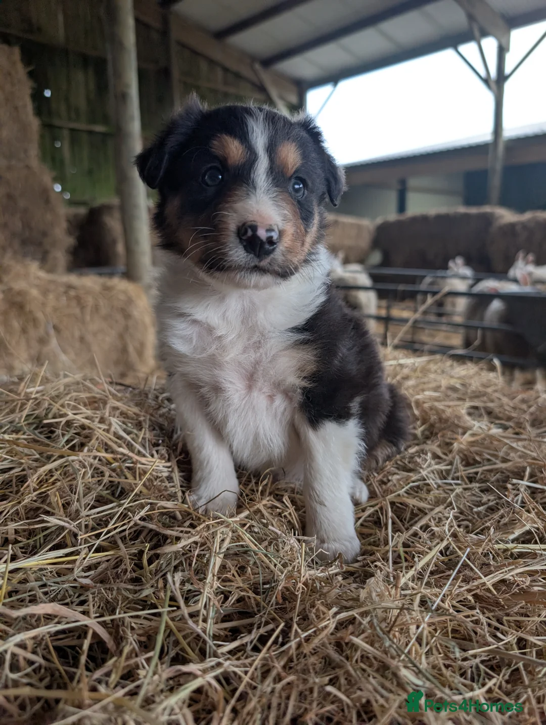 Border Collie dogs for sale: Border Collie Puppies  - Advert 12