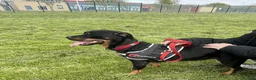 Mixed Breed dogs for sale: Rottweiler x jack russel 10 years old in Middlesbrough - Advert 4
