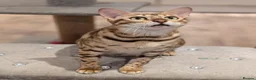 Bengal cats for sale: Beautiful Retired Female Bengal - Advert 19