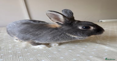 Netherland Dwarf rabbits - Advert 13