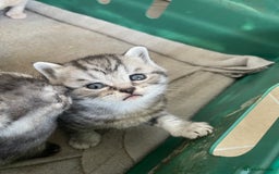 Scottish Fold cats for sale: Pedigree Scottish fold kittens for sale - Image 16
