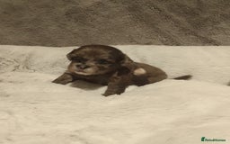 Shihpoo dogs for sale: 💕Stunning Rare F1 Merle Shoodles/Shihpoos💕 - Image 7