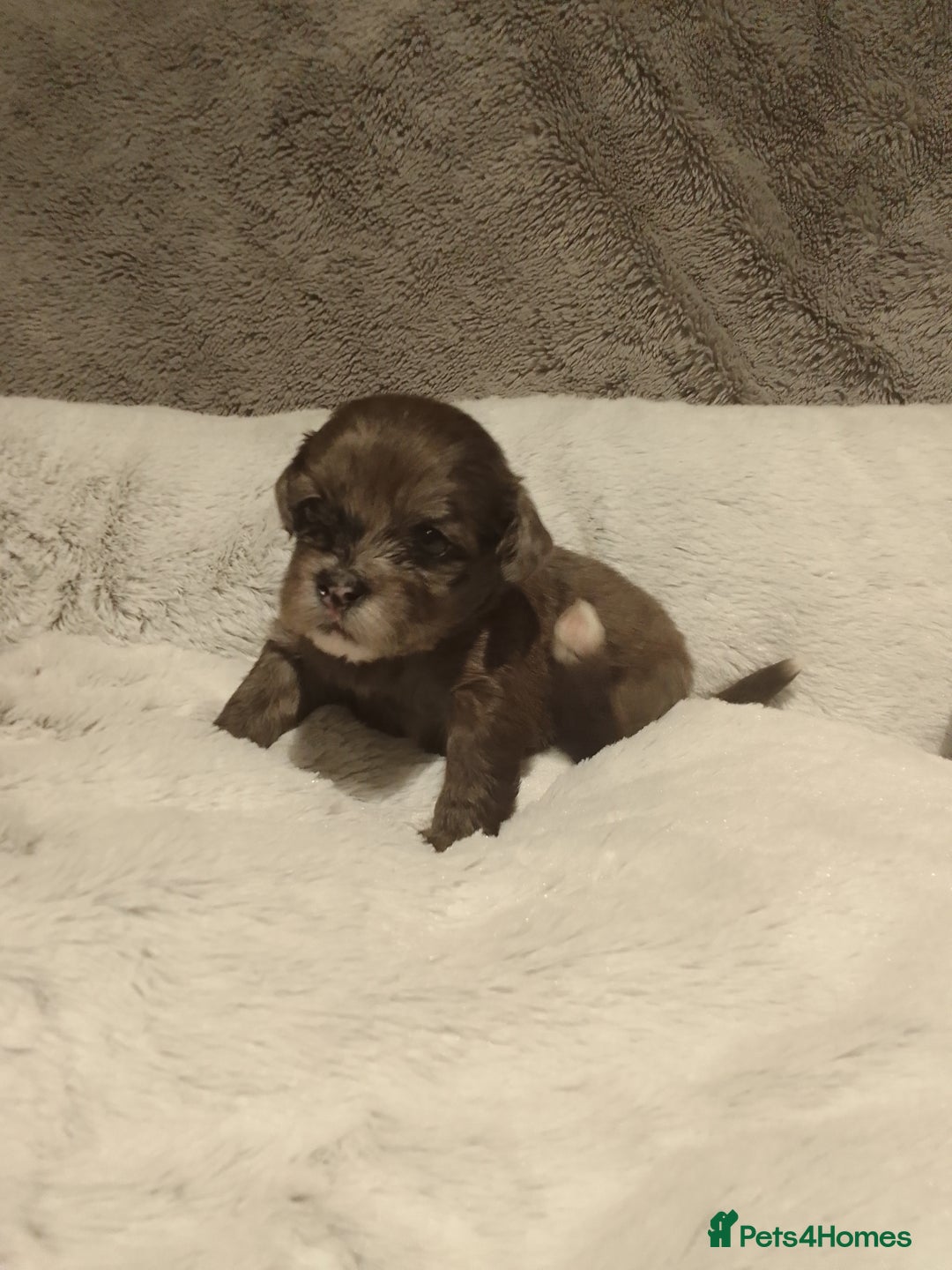 Shihpoo dogs for sale: 💕Stunning Rare F1 Merle Shoodles/Shihpoos💕 - Image 7