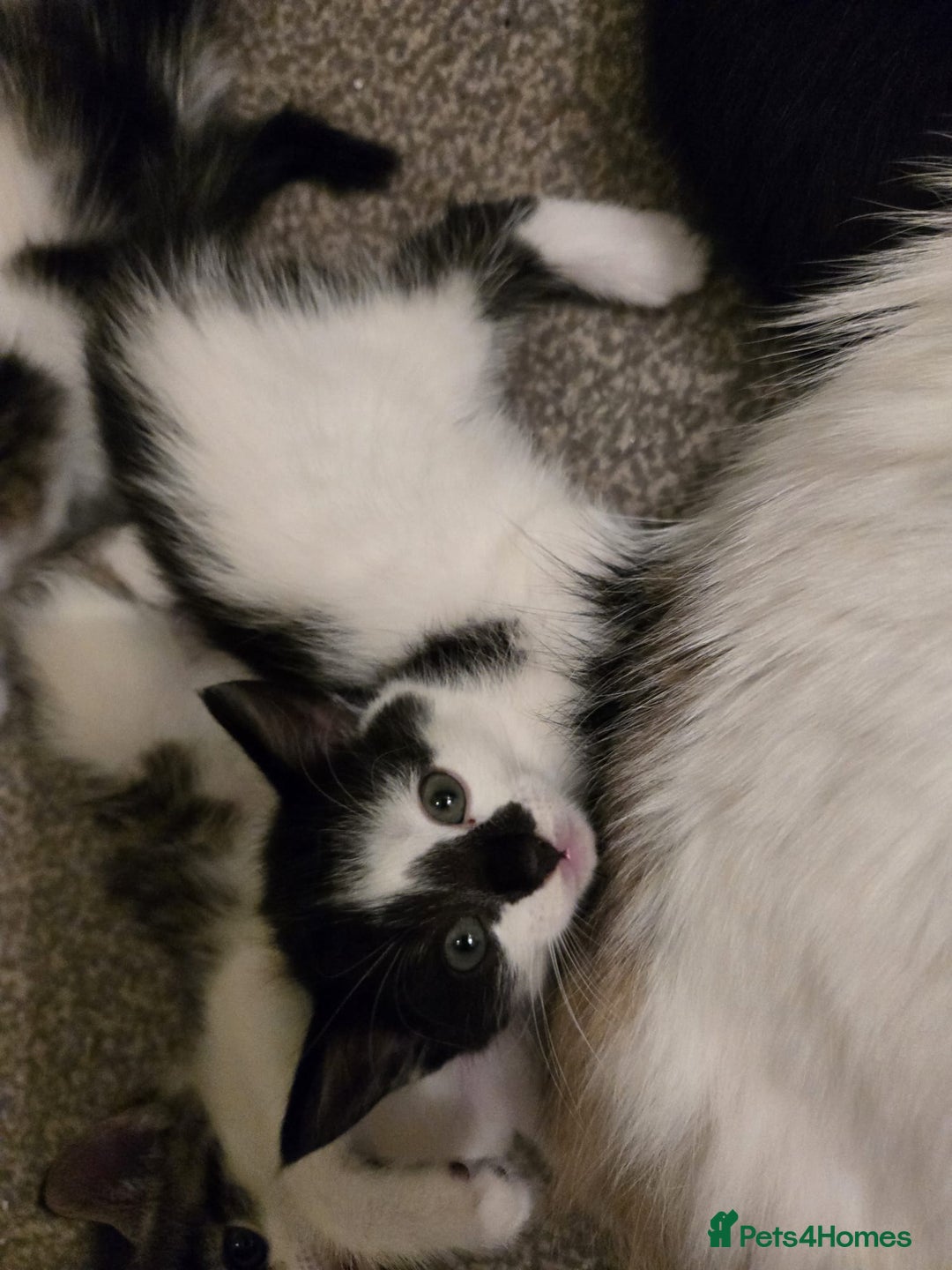 Mixed Breed cats for sale: Sweet kittens  - Image 22