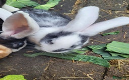 Continental Giant rabbits for sale: Giant rabbits  - Image 5