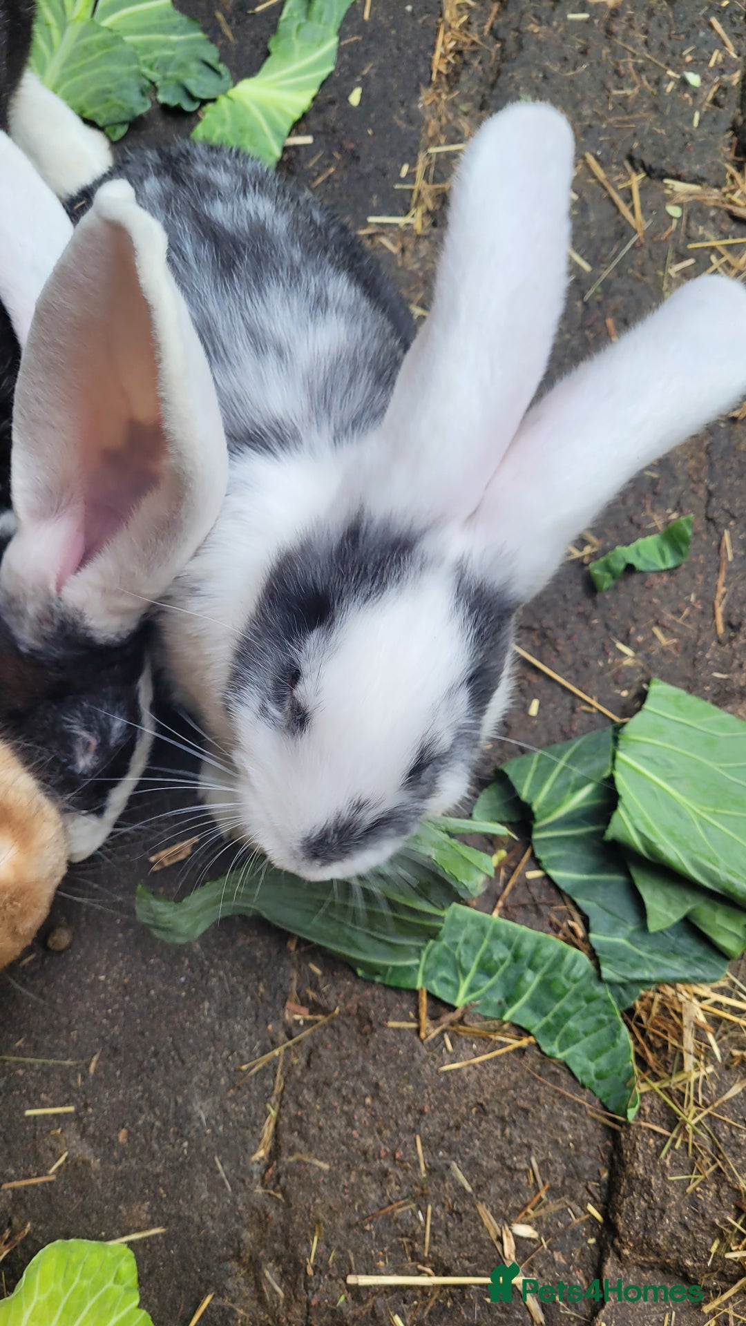 Continental Giant rabbits for sale: Giant rabbits  - Image 5