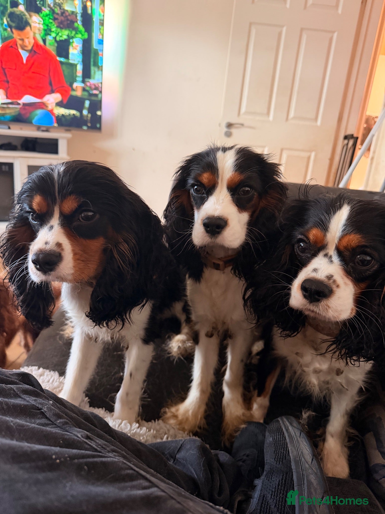 Cavalier King Charles Spaniel dogs Boy Caviler King Charles   - Advert 3