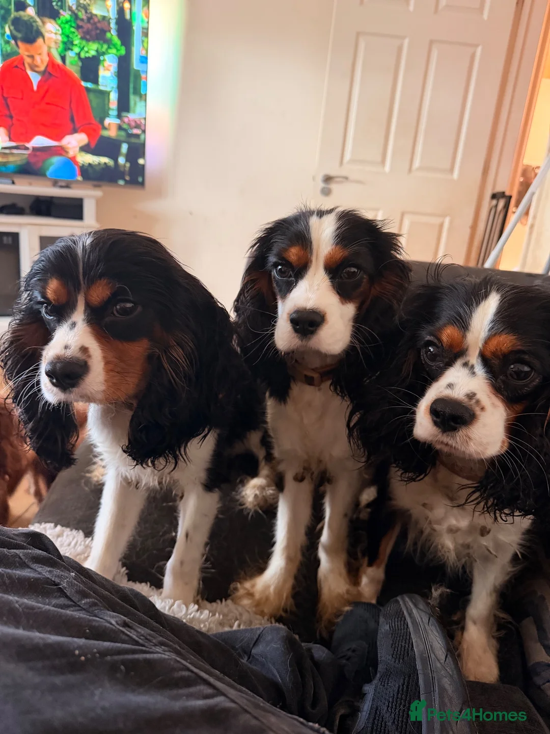 Cavalier King Charles Spaniel dogs for sale: Boy Caviler King Charles   - Advert 1