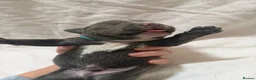 Staffordshire Bull Terrier dogs for sale: KC Registered Staffordshire Bull Terrier Puppies - Advert 20
