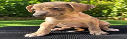 Saluki dogs for sale: 🐾 SALUKI × GREYHOUND PUPPIES - Advert 2