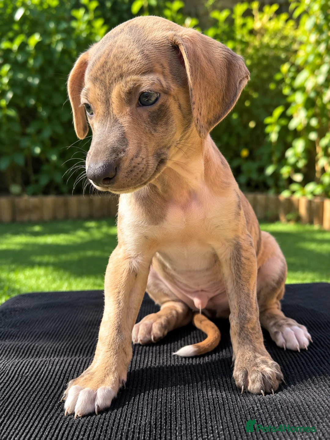 Saluki dogs for sale: 🐾 SALUKI × GREYHOUND PUPPIES - Advert 2