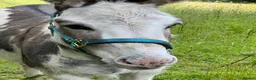 Donkey livestock for sale: 2 donkey gelding for sale - Advert 13