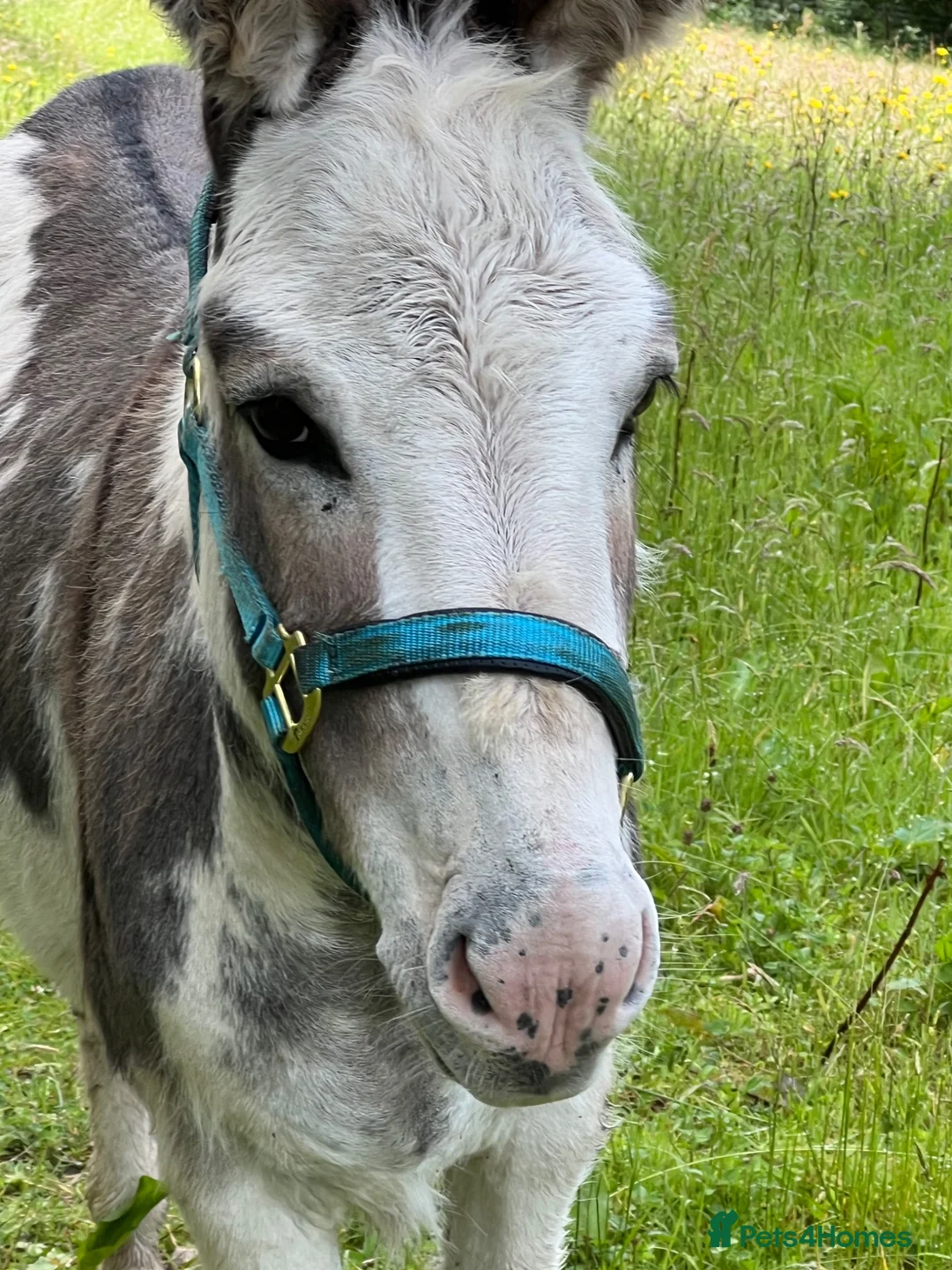 Donkey livestock for sale: 2 donkey gelding for sale - Advert 13