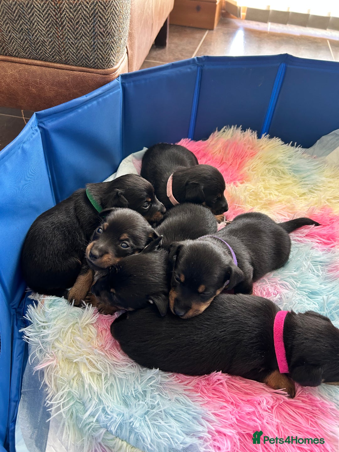 Jack Russell dogs for sale: Jack Russell puppies  - Image 6