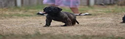 Presa Canario dogs for sale: World class presa canarios  - Advert 28
