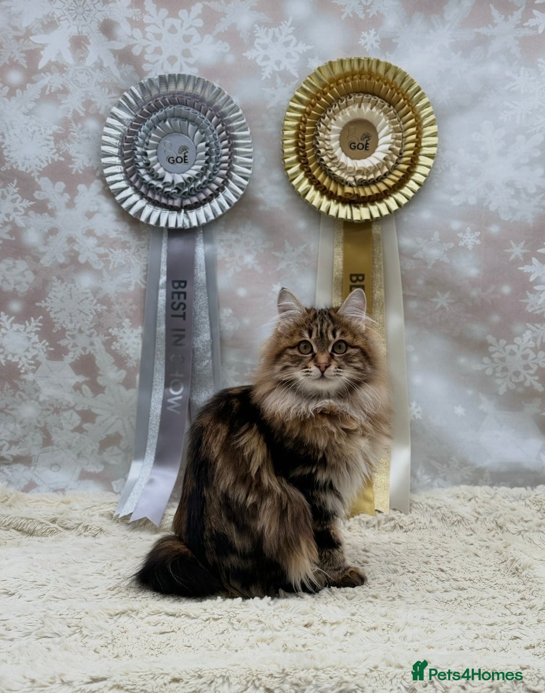 Kurilian Bobtail cats for sale: Young adult spayed Kurilian bobtail for 5* home - Advert 9