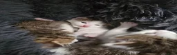 Mixed Breed cats for sale: 4 kittens  - Advert 5
