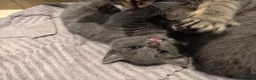 Mixed Breed cats for sale: 4 Beautiful Male Kittens Ready 15th May - Advert 12