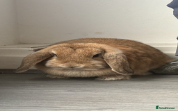 Mini Lop rabbits for sale: two Stunning mini lop rabbits  - Advert 2