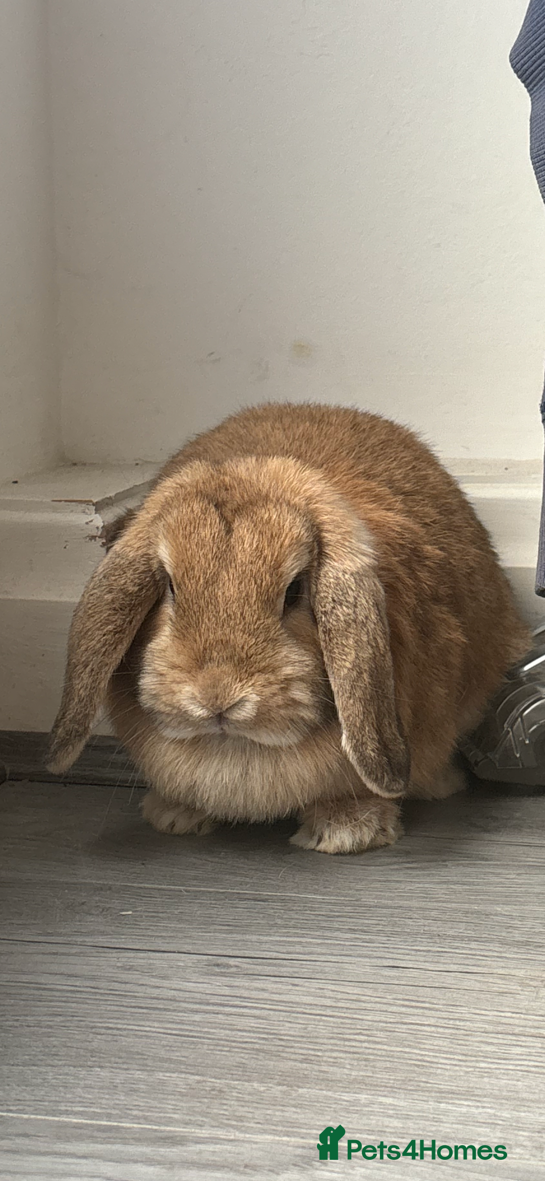 Mini Lop rabbits for sale: two Stunning mini lop rabbits  - Advert 2