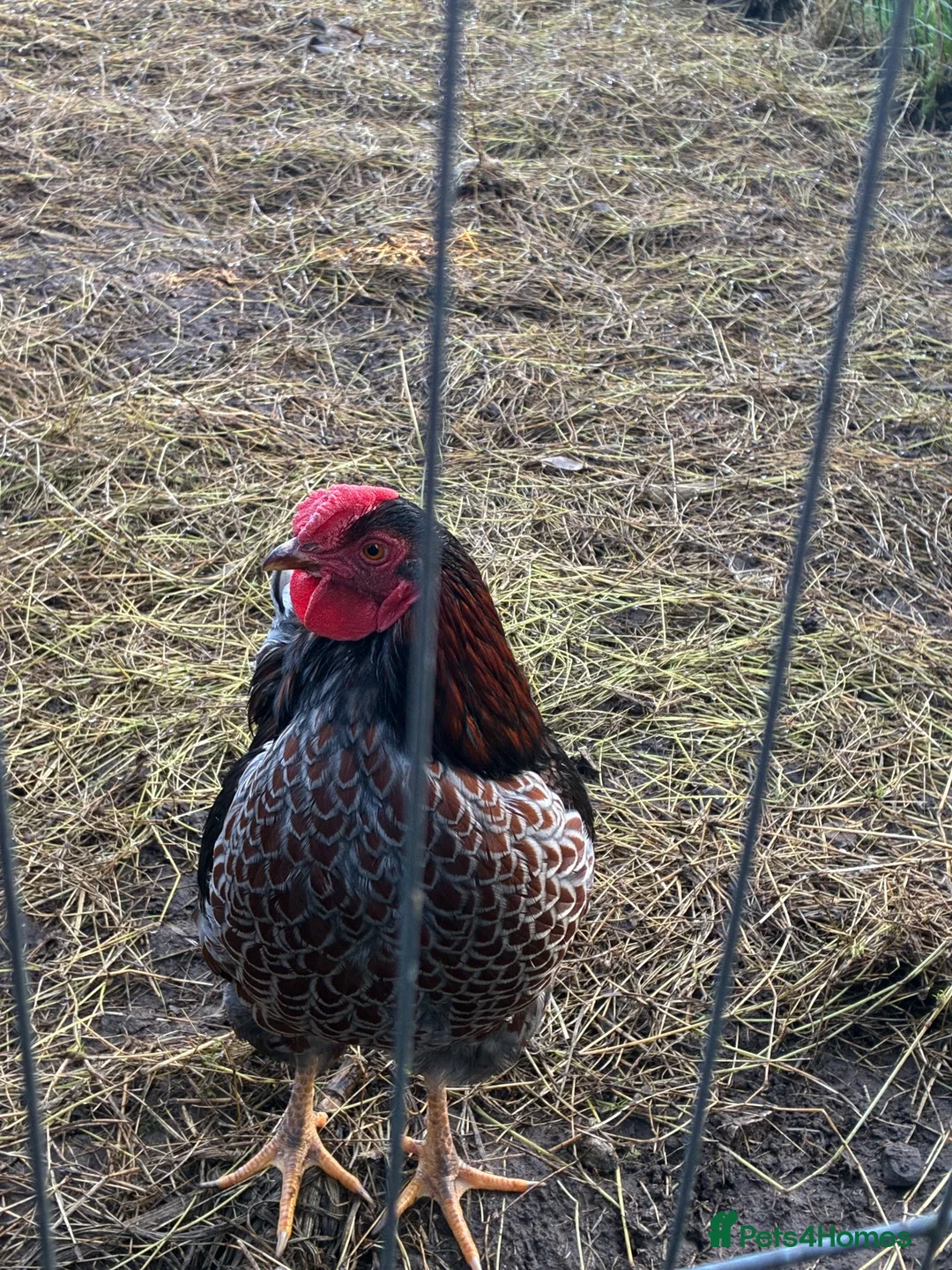 Hens poultry for sale: Cockeral in Preston - Advert 3