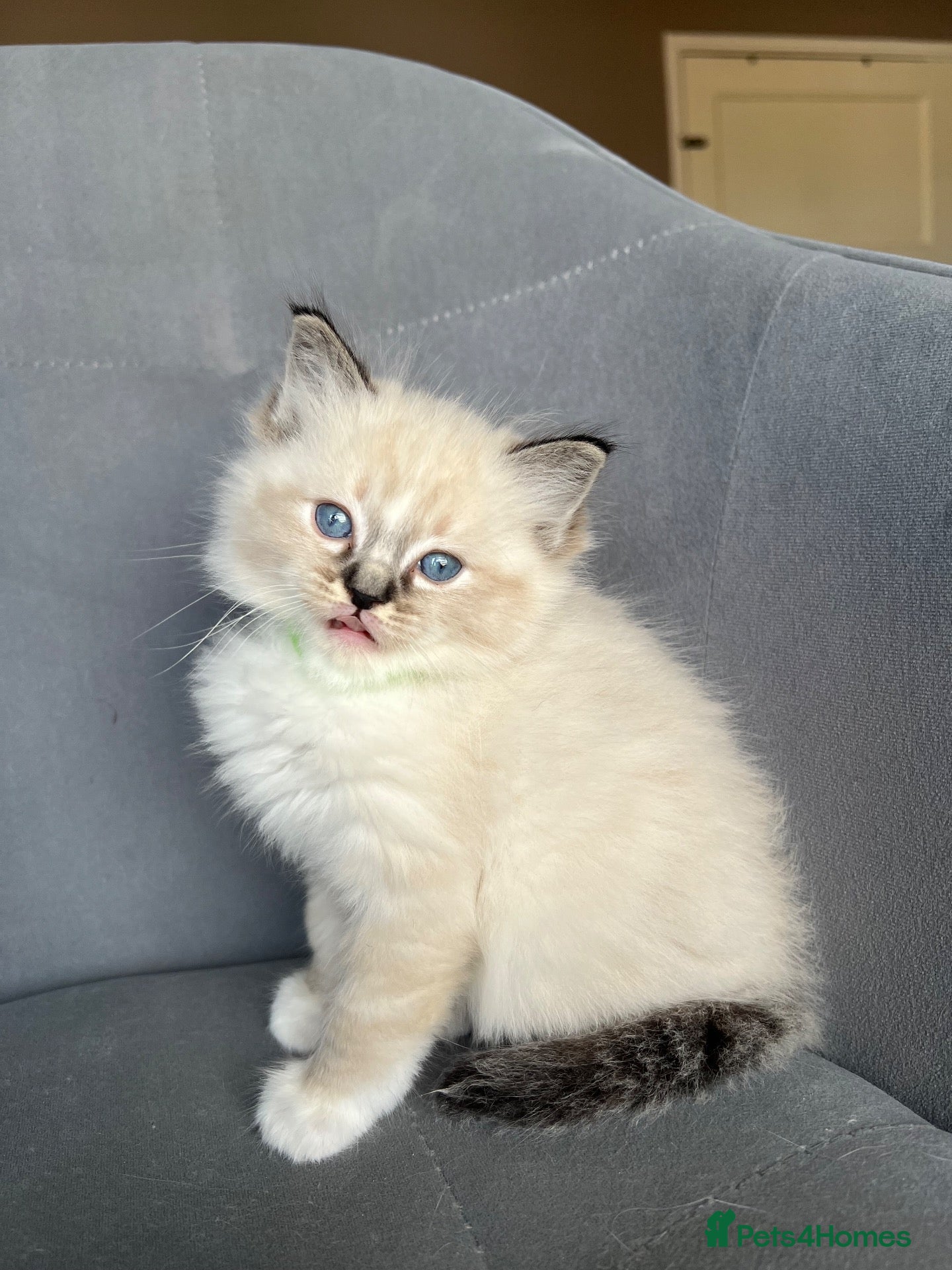 Ragdoll cats Registered Ragdoll Kittens for sale - Advert 2