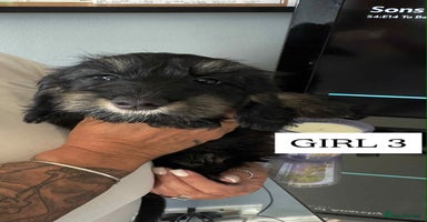 Mixed Breed dogs - Advert 6
