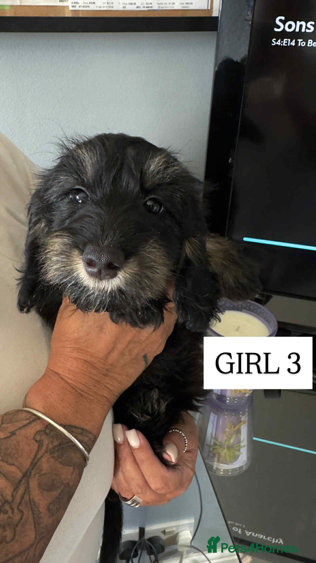 Mixed Breed dogs for sale: Dachshund cross - Image 2