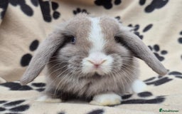 Mini Lop rabbits for sale: 8-9 week old mini lops  - Image 2