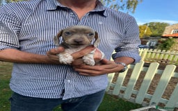 Miniature Dachshund dogs for sale: READY NOW Miniature Daschund Pups Dapples Piebalds - Image 5