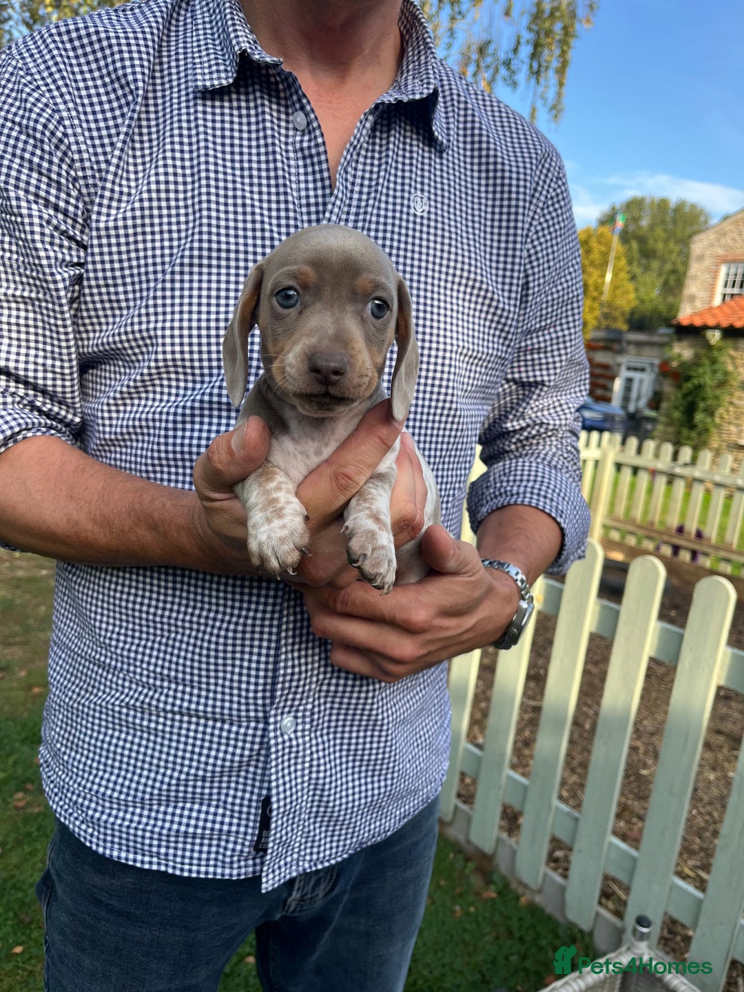 Miniature Dachshund dogs for sale: READY NOW Miniature Daschund Pups Dapples Piebalds - Image 5