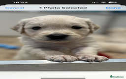 Golden Retriever dogs for sale: Stunning quality golden retriever puppies - Advert 5