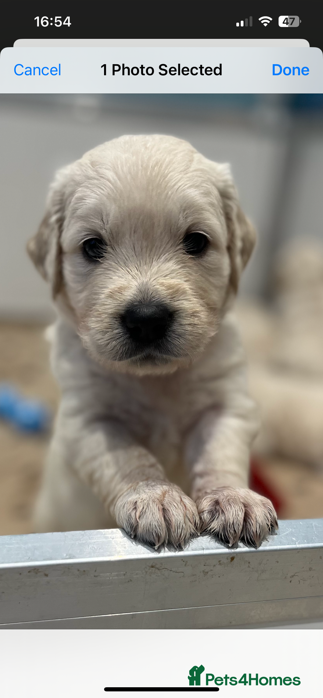 Golden Retriever dogs for sale: Stunning quality golden retriever puppies - Advert 5