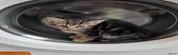 Mixed Breed cats for sale: Beautiful kittens ready for new homes NOW! in King's Lynn - Advert 22